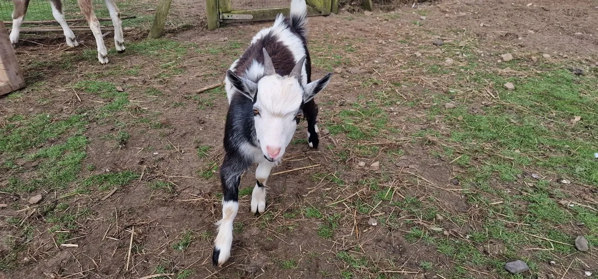 4 kid male goats for sale - Image 3