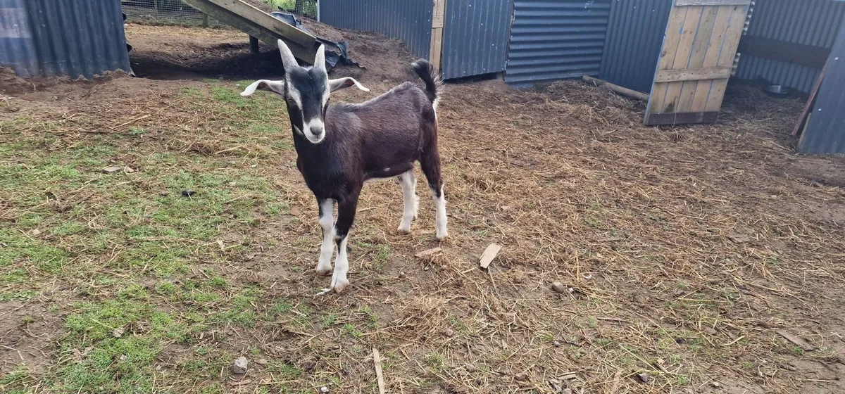 4 kid male goats for sale - Image 4