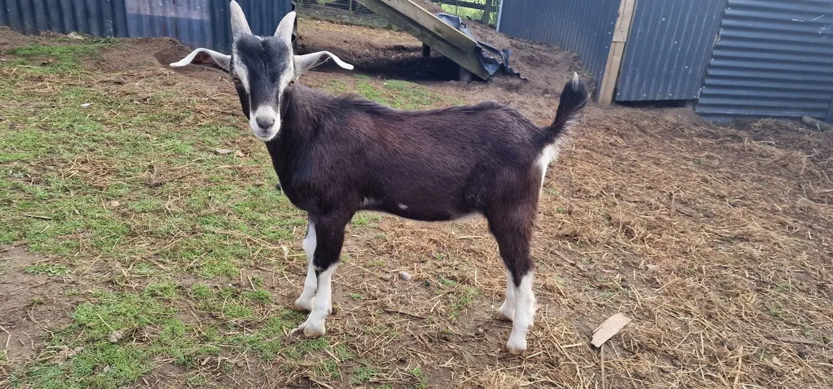 2 kid male goats for sale - Image 4