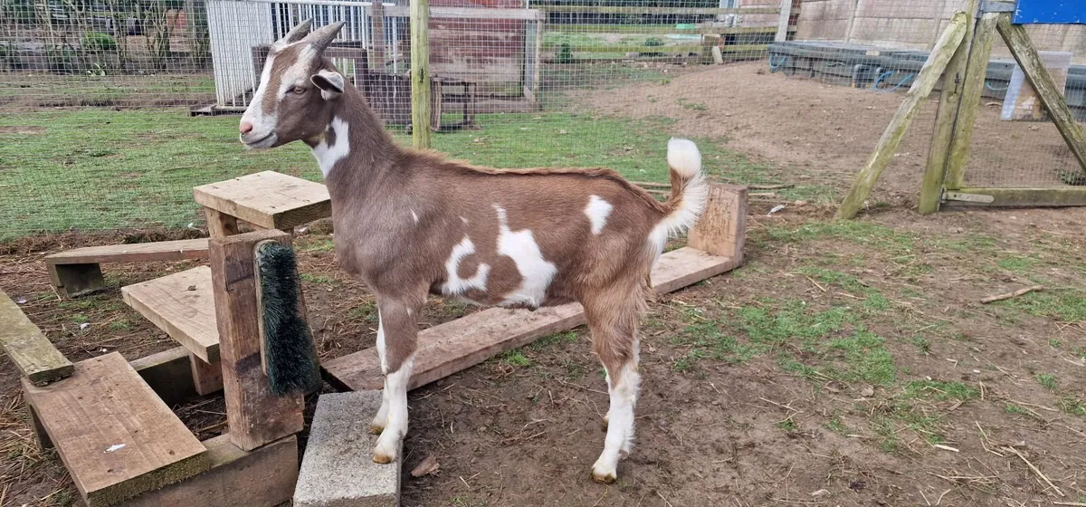 4 kid male goats for sale - Image 1