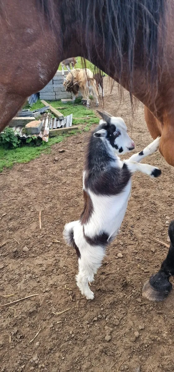 2 kid male goats for sale - Image 1