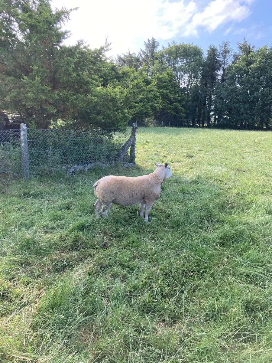 Beltex & charollais hogget ram - Image 1