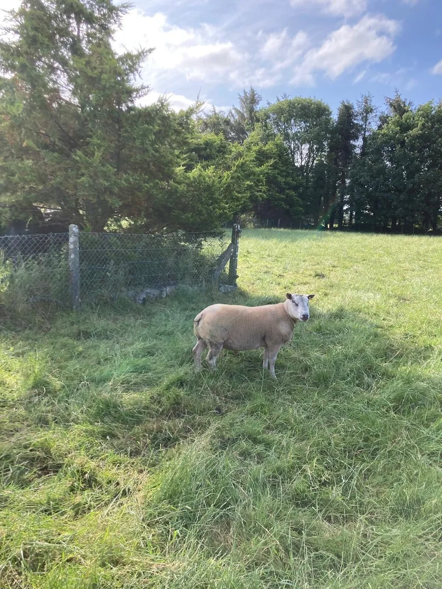 Beltex & charollais hogget ram - Image 2