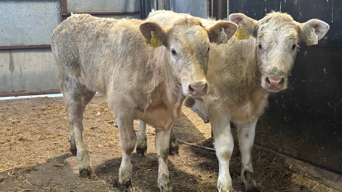 ⭐️ 2 Quality Charolais Heifer Wealings ⭐️ - Image 3
