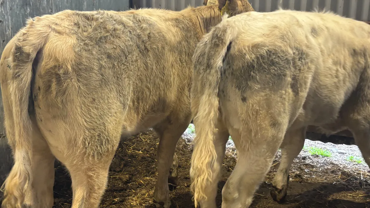 ⭐️ 2 Quality Charolais Heifer Wealings ⭐️ - Image 2