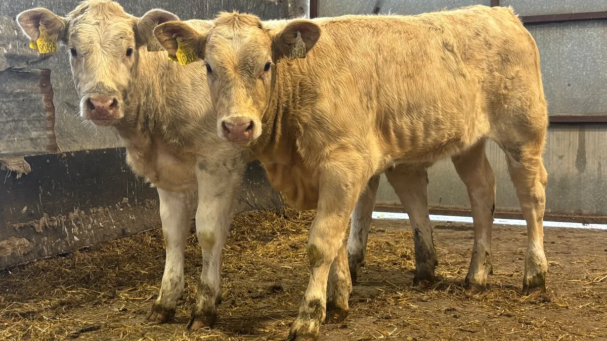 ⭐️ 2 Quality Charolais Heifer Wealings ⭐️ - Image 1