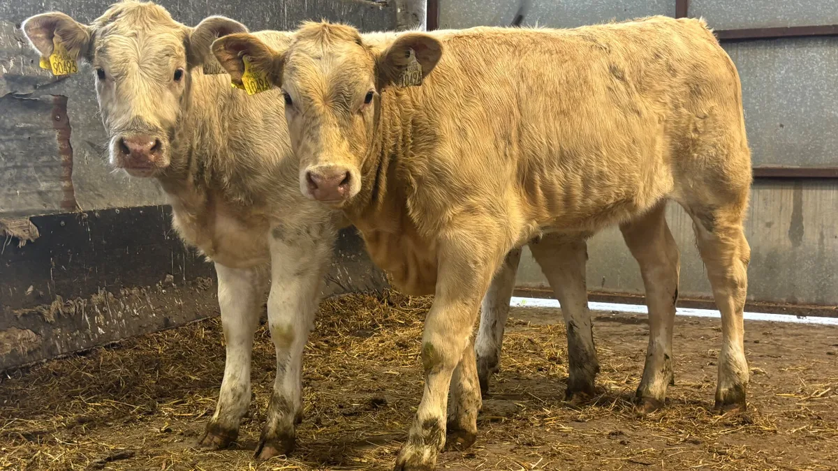 ⭐️ 2 Quality Charolais Heifer Wealings ⭐️ - Image 4