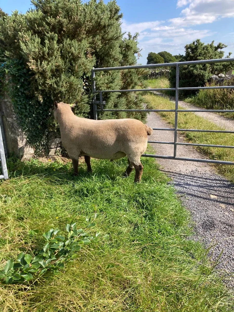 Vendeen stock ram - Image 1
