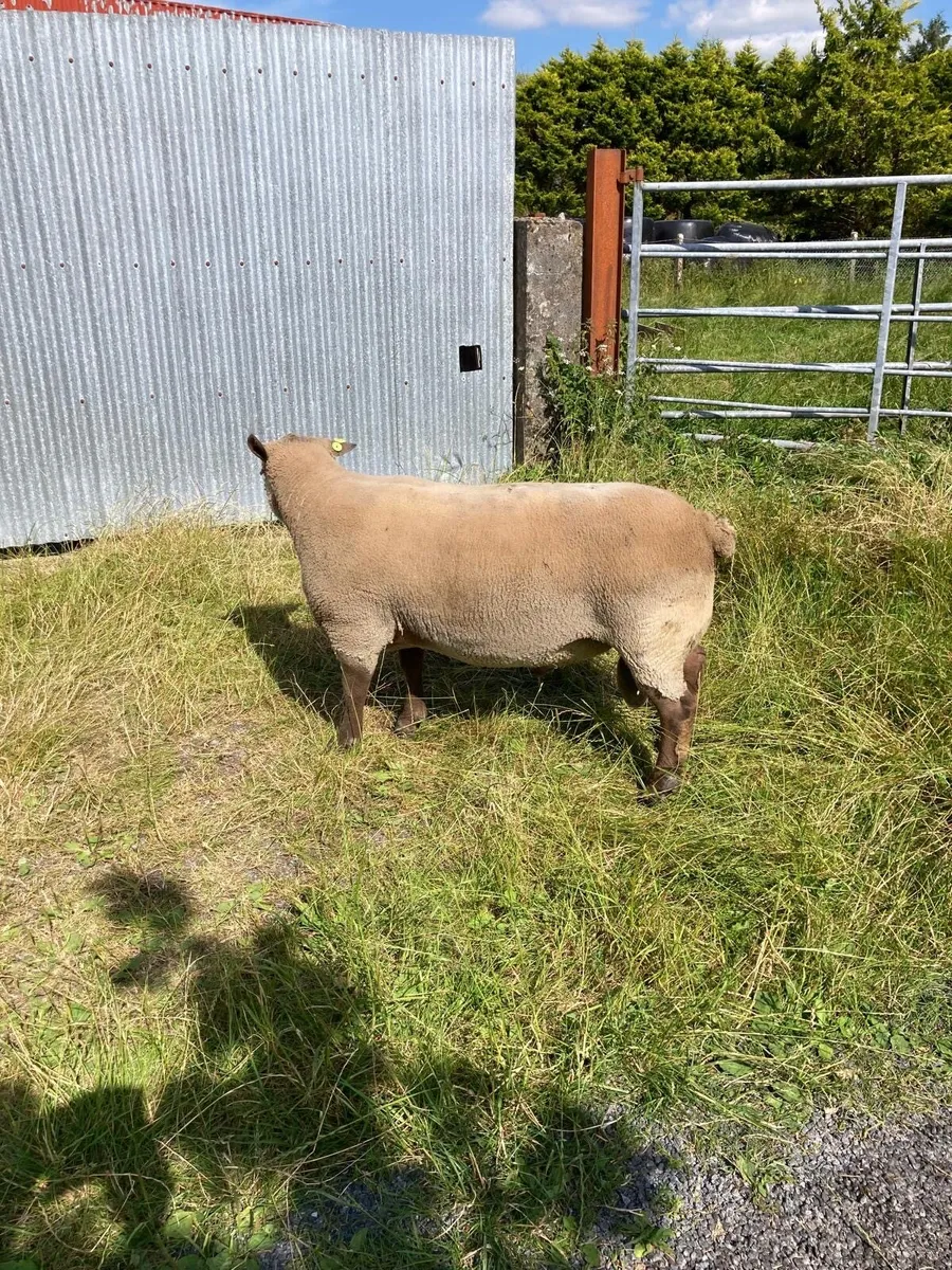 Vendeen stock ram - Image 2