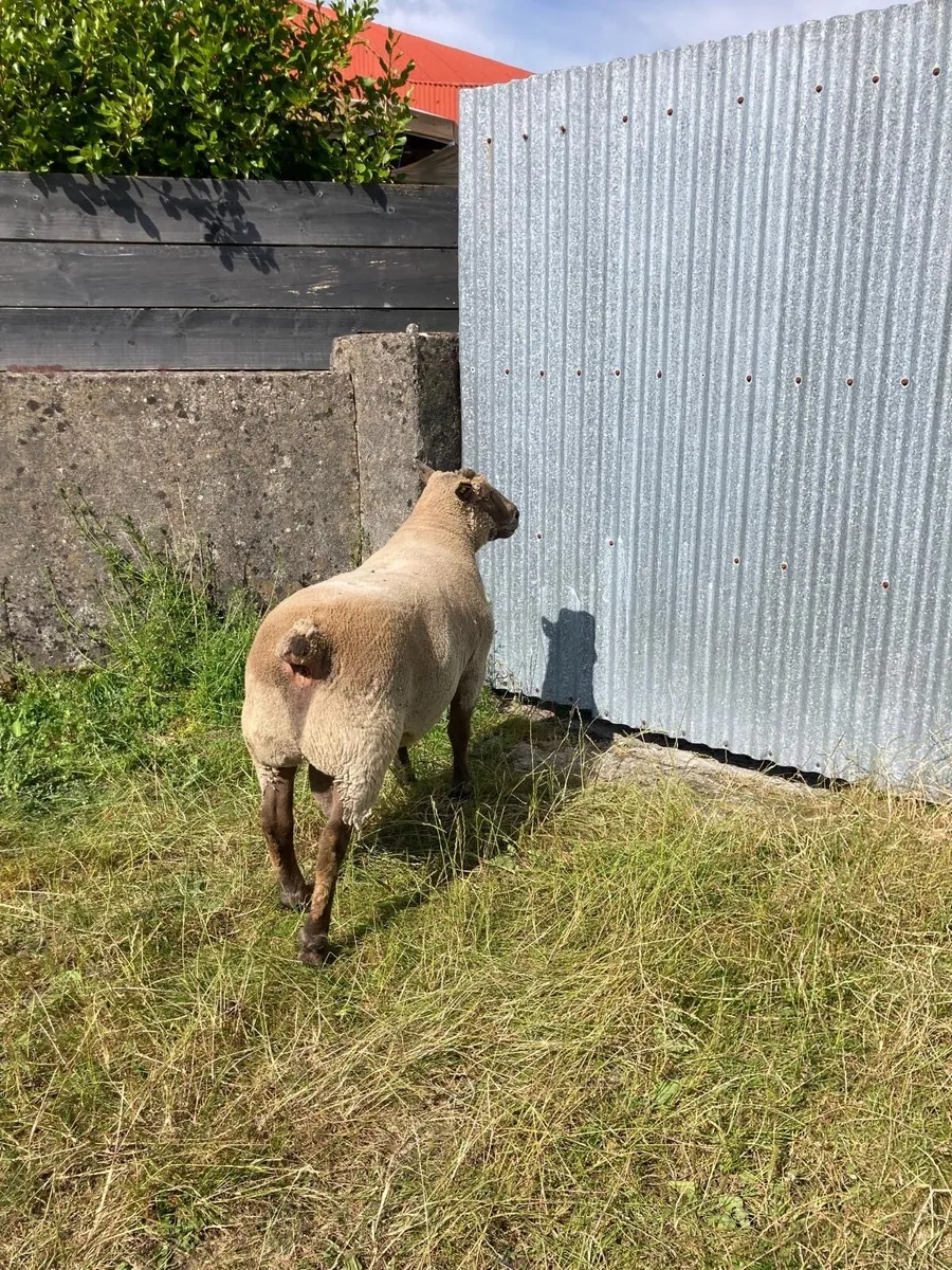 Vendeen stock ram - Image 3