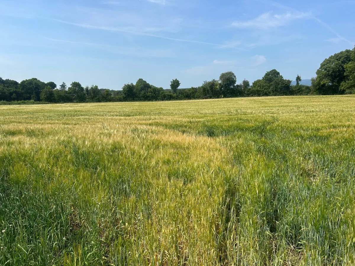Whole crop  maize and beet - Image 2
