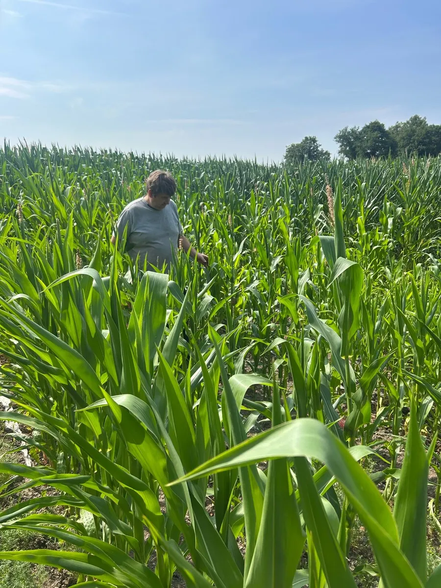 Whole crop  maize and beet - Image 3