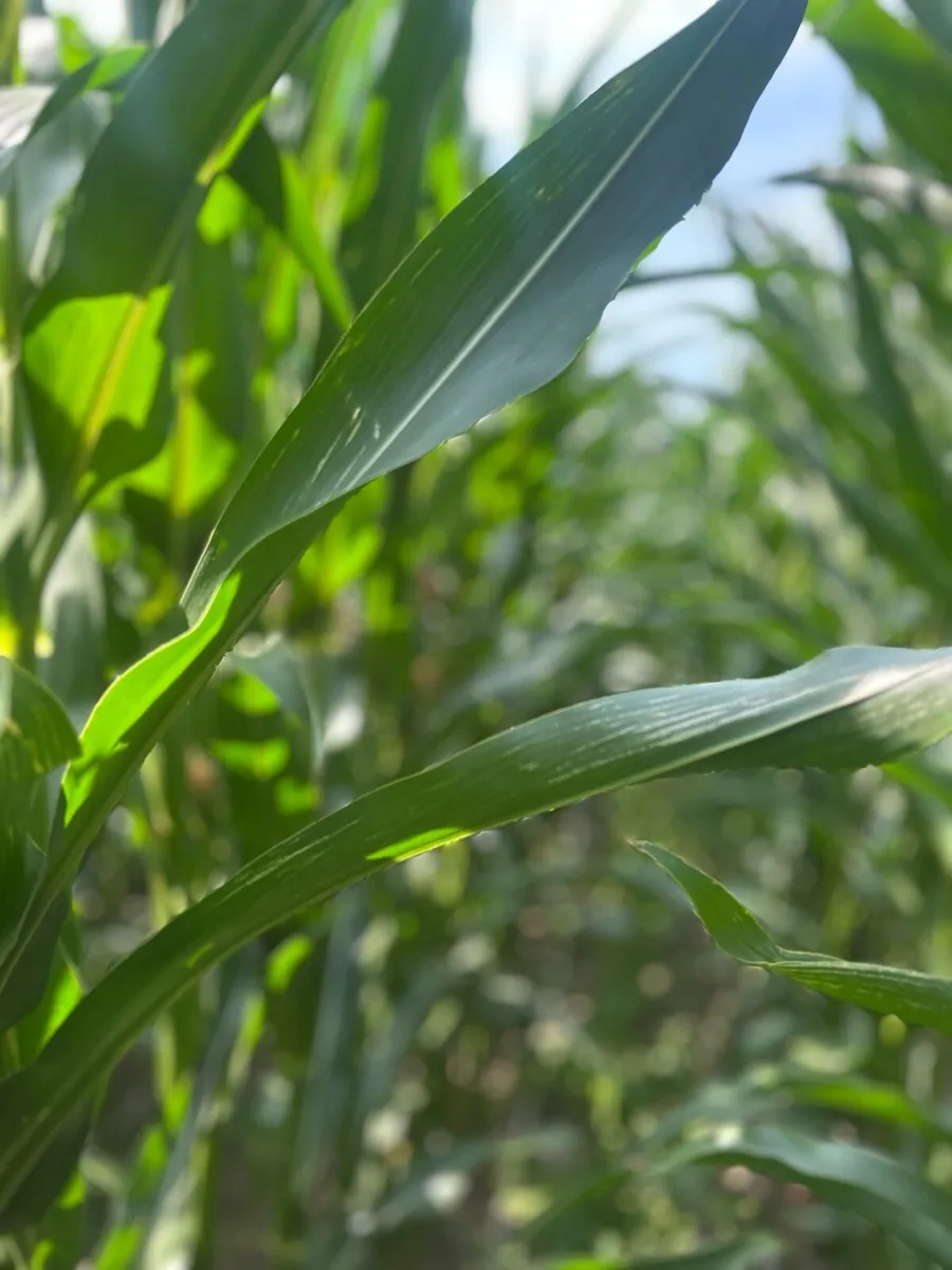 Whole crop  maize and beet - Image 4