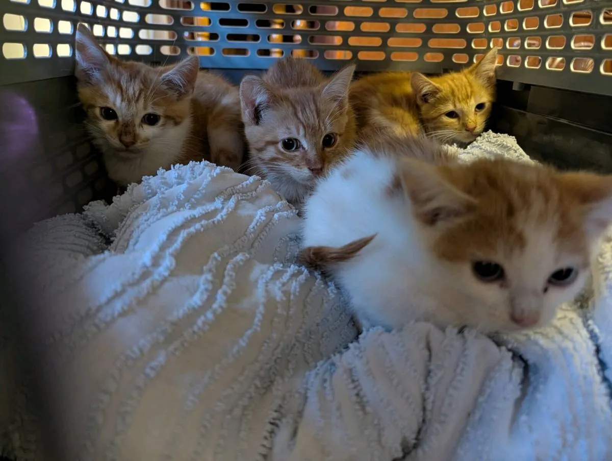 Kittens - Image 1