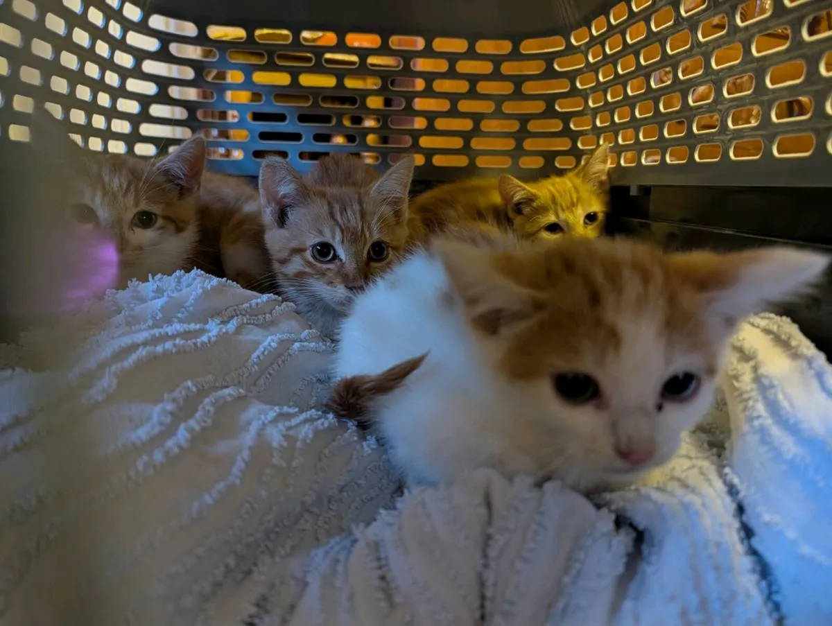 Kittens - Image 2