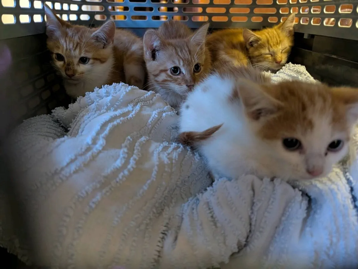 Kittens - Image 3