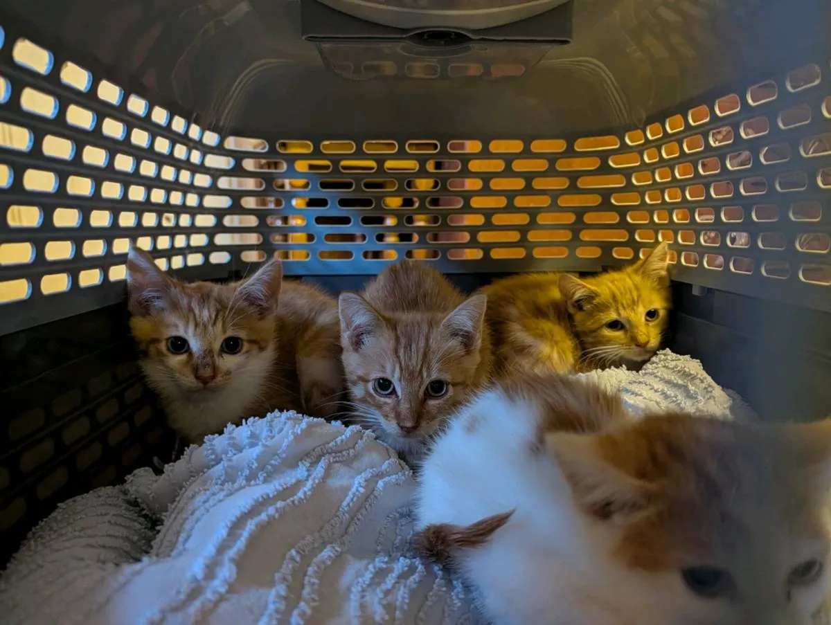 Kittens, free to good home - Image 3