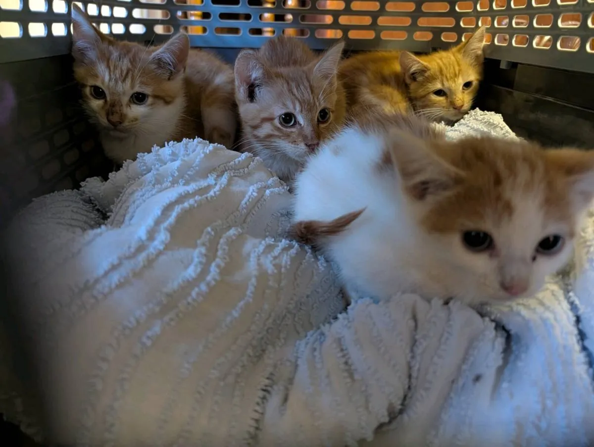 Kittens - Image 4
