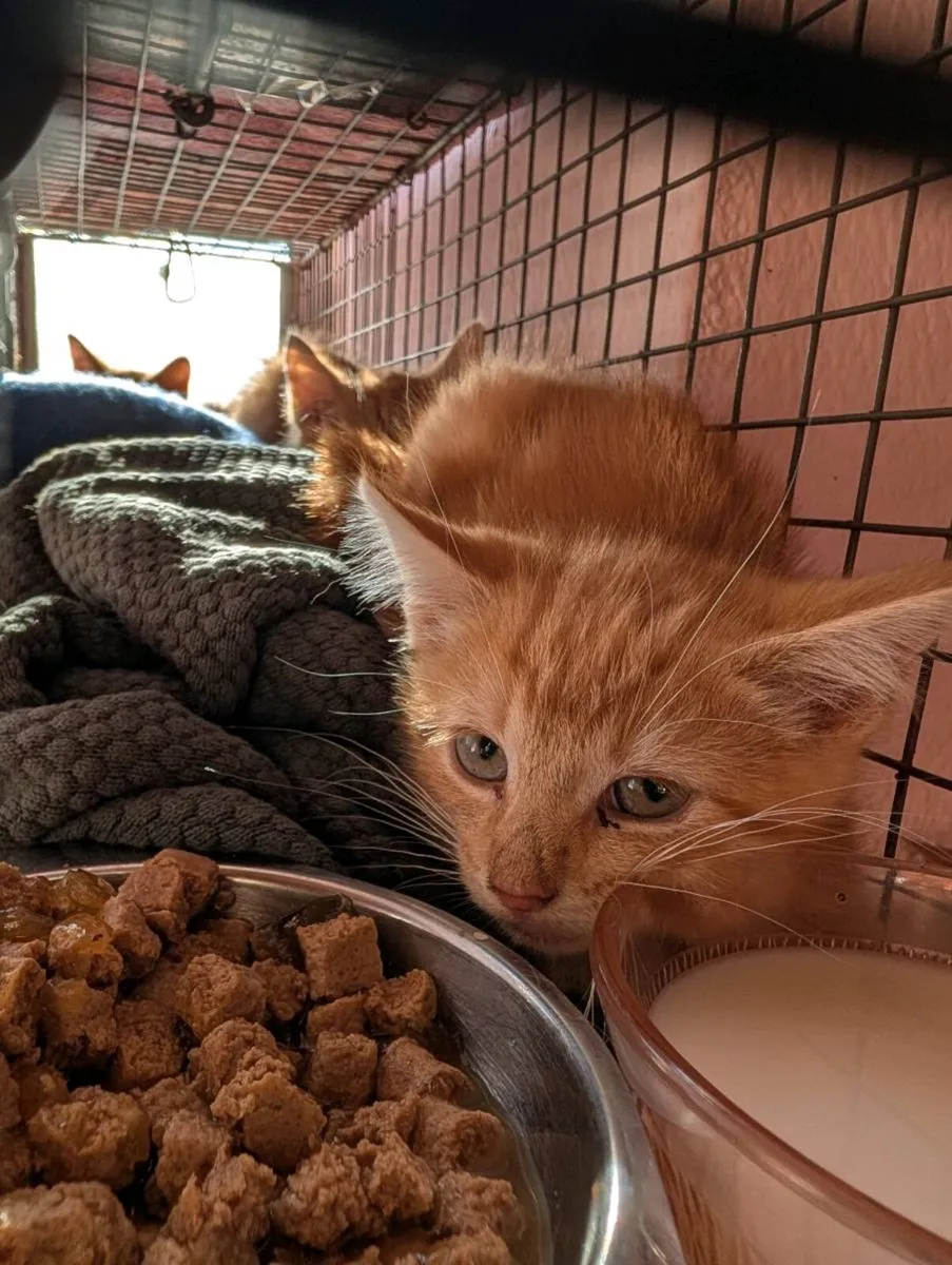 Kittens, free to good home - Image 4