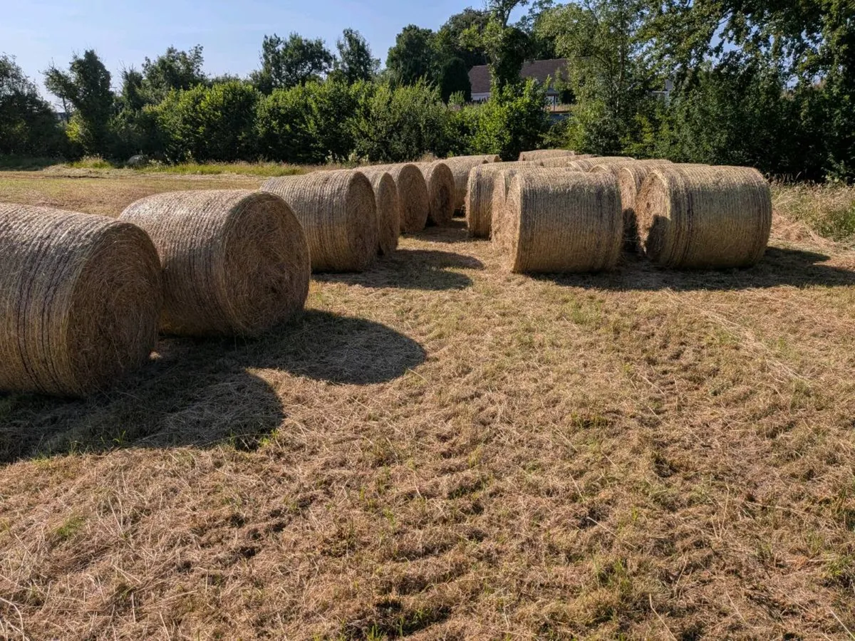 Organic Hay 🌞 - Image 2