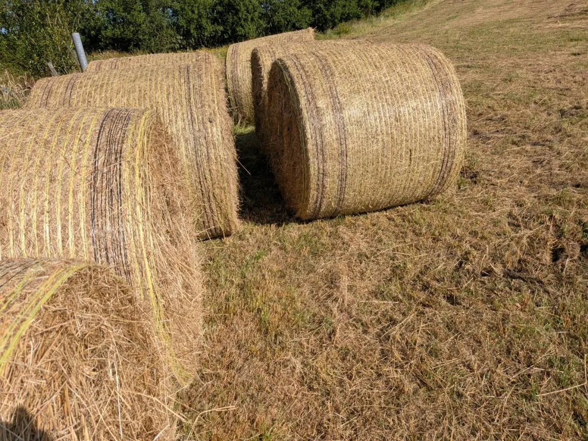 Organic Hay 🌞 - Image 1