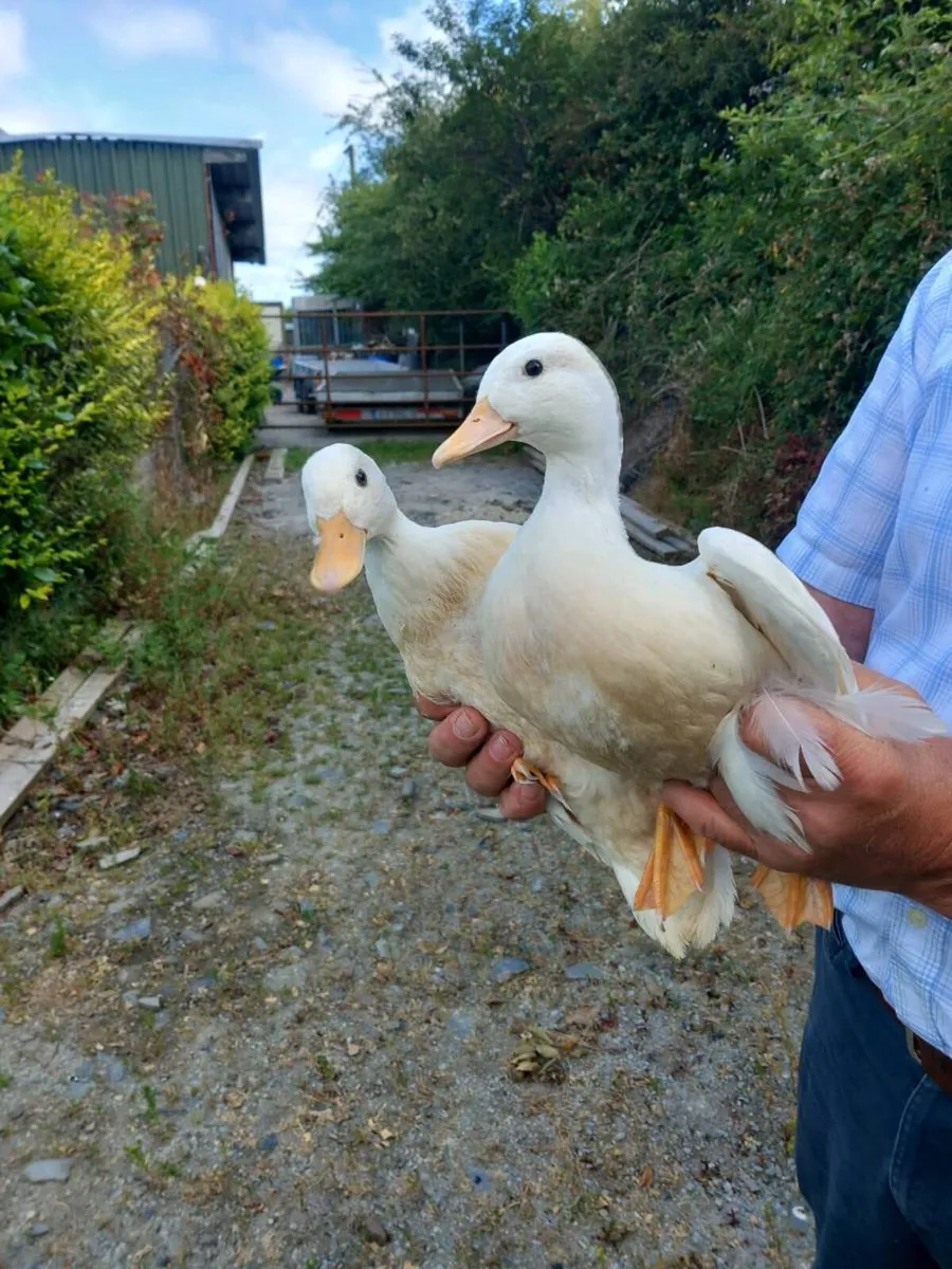 Call ducks - Image 2