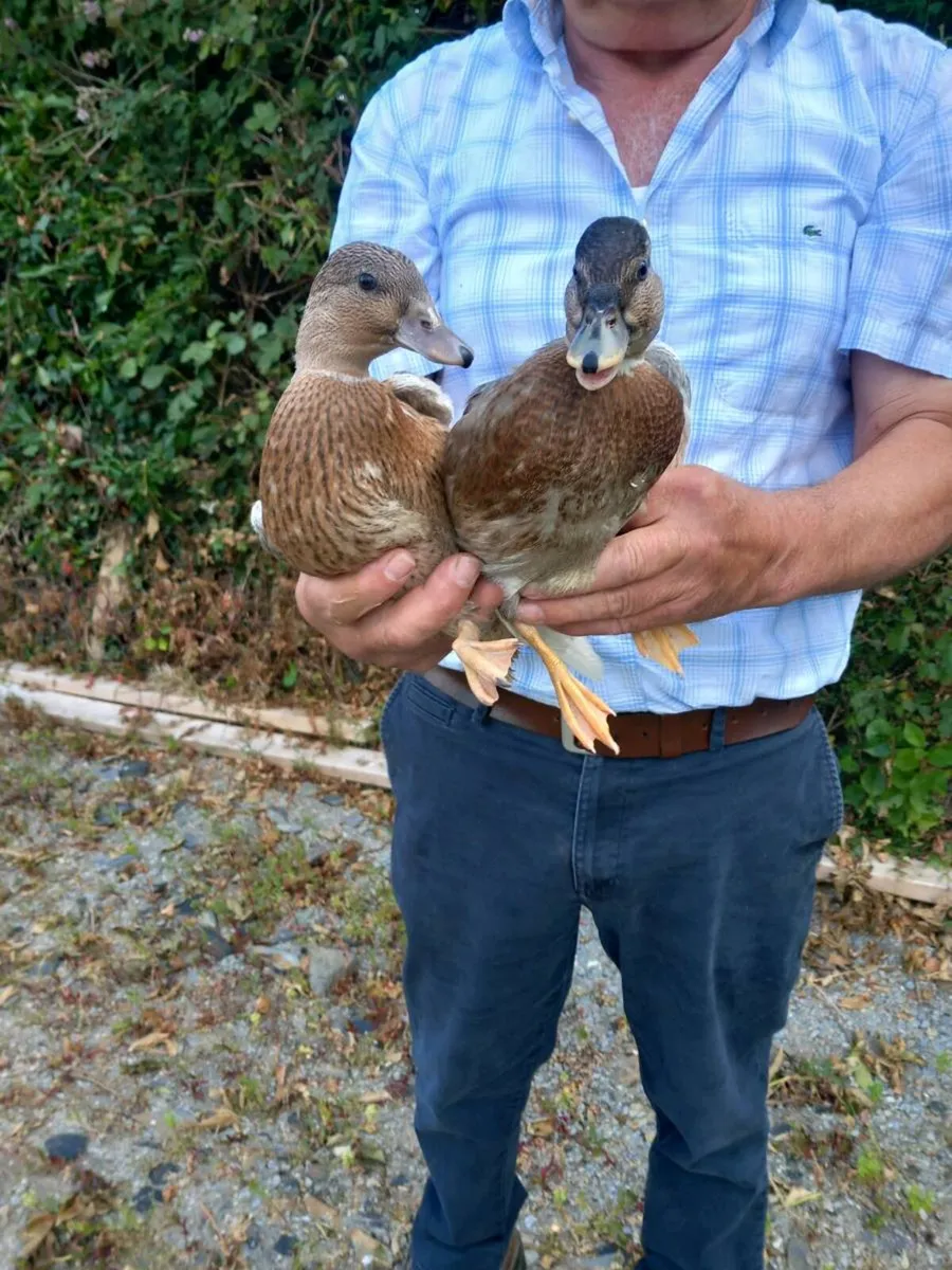 Call ducks - Image 3
