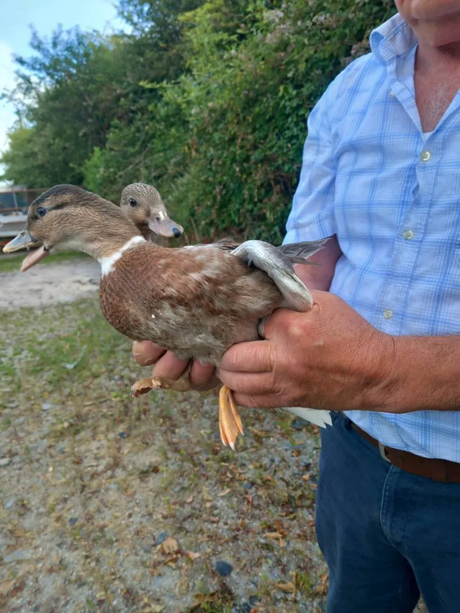 Call ducks - Image 1