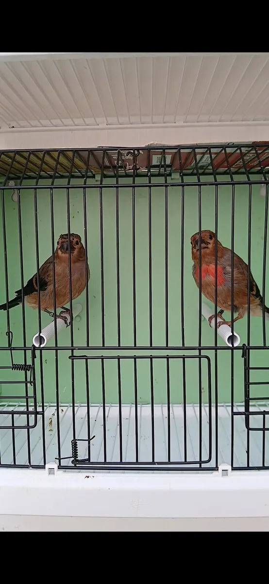 Siberian pair for sale. - Image 1