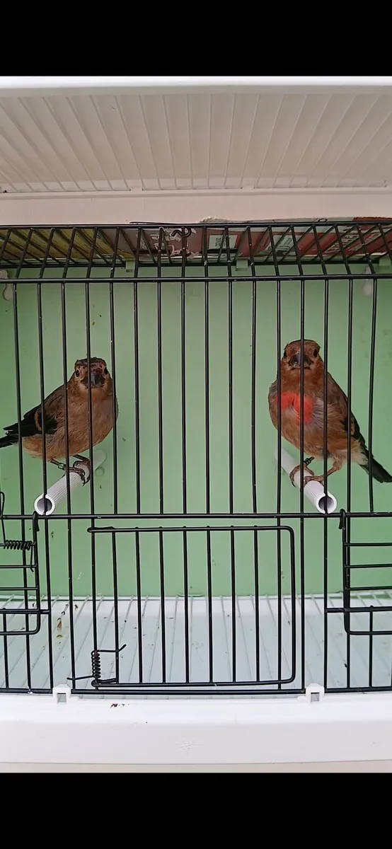 Siberian pair for sale. - Image 3