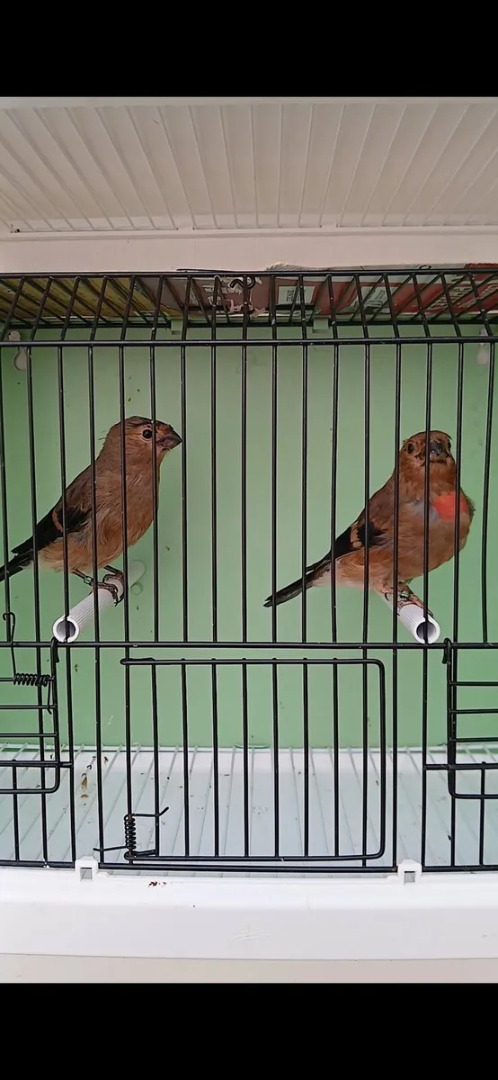 Siberian pair for sale. - Image 2