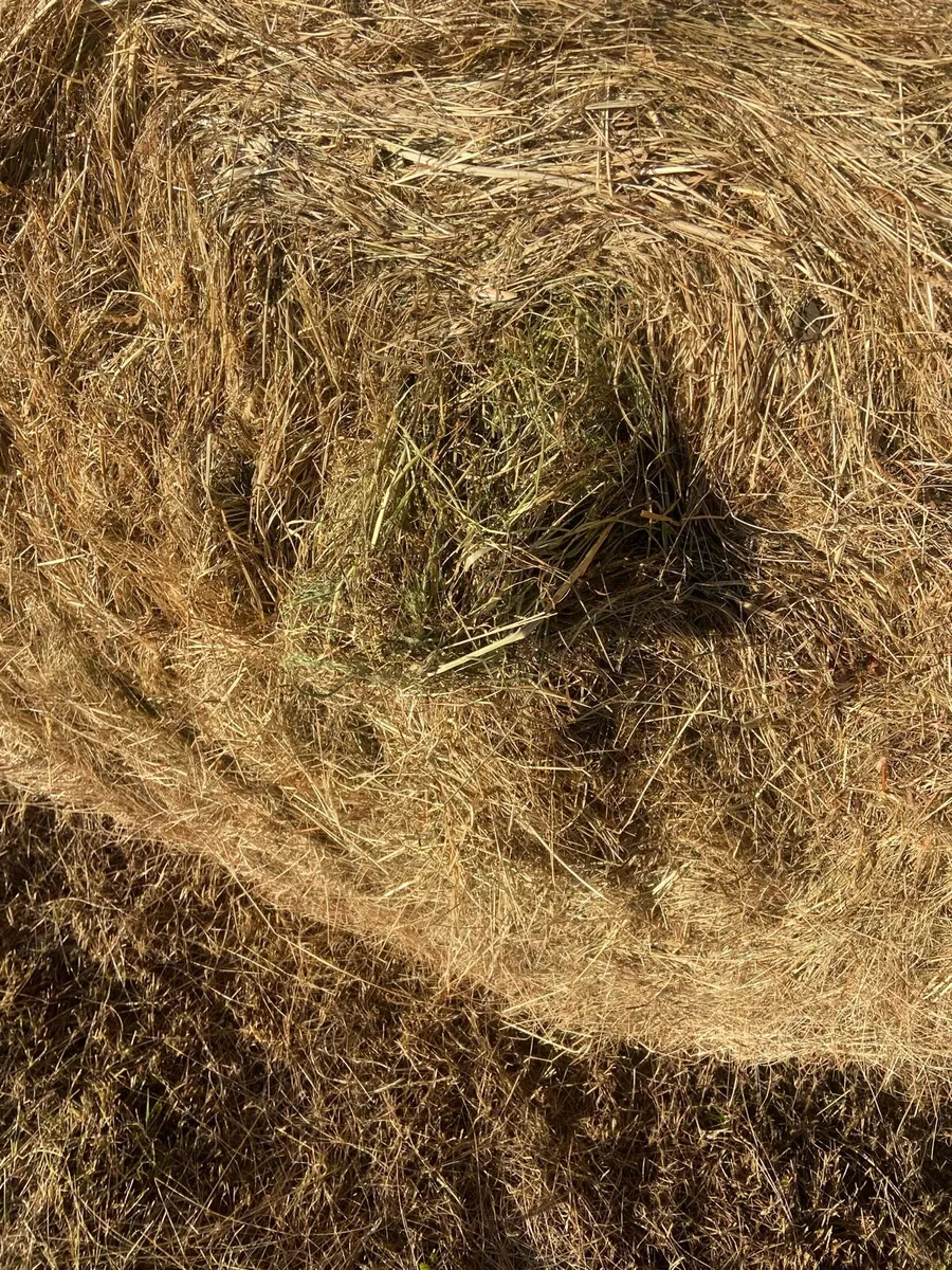 Hay - Image 1