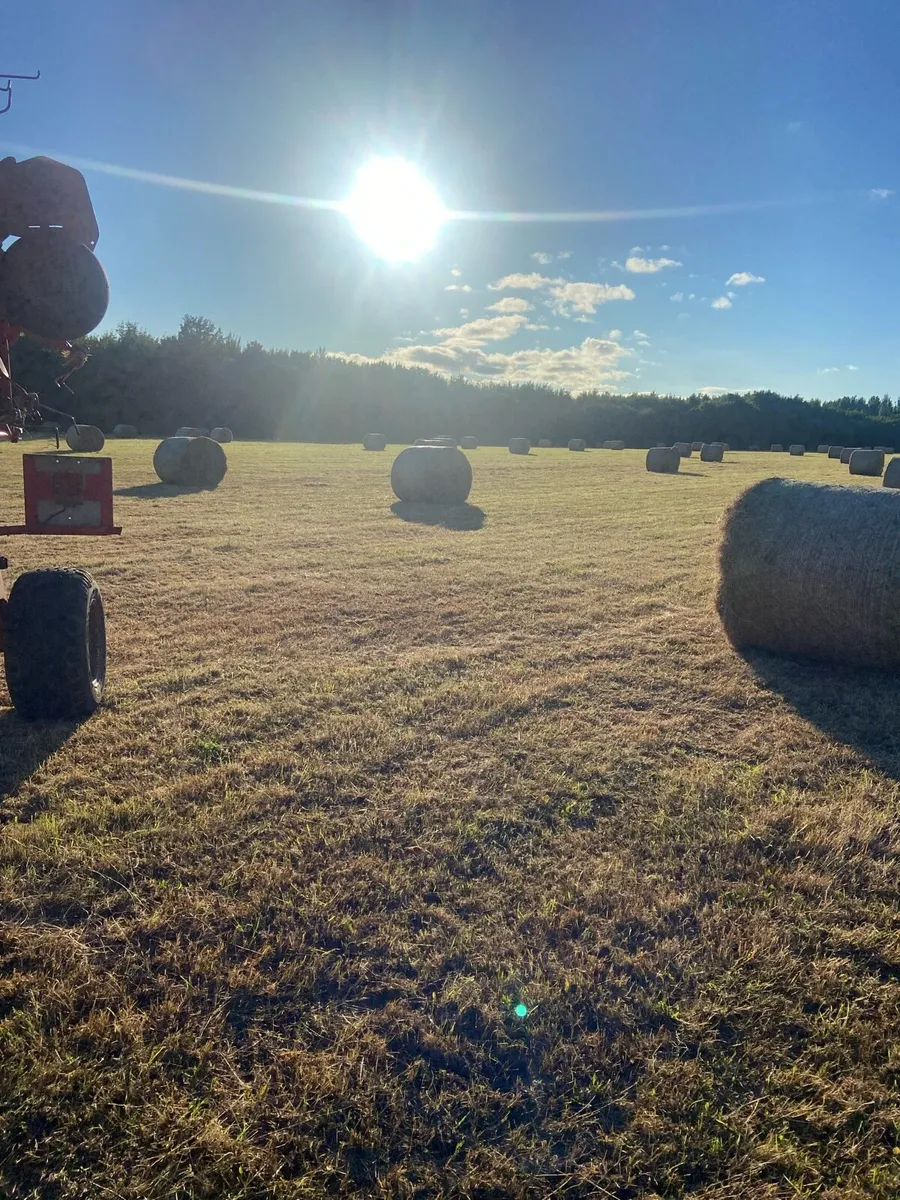 Hay - Image 2