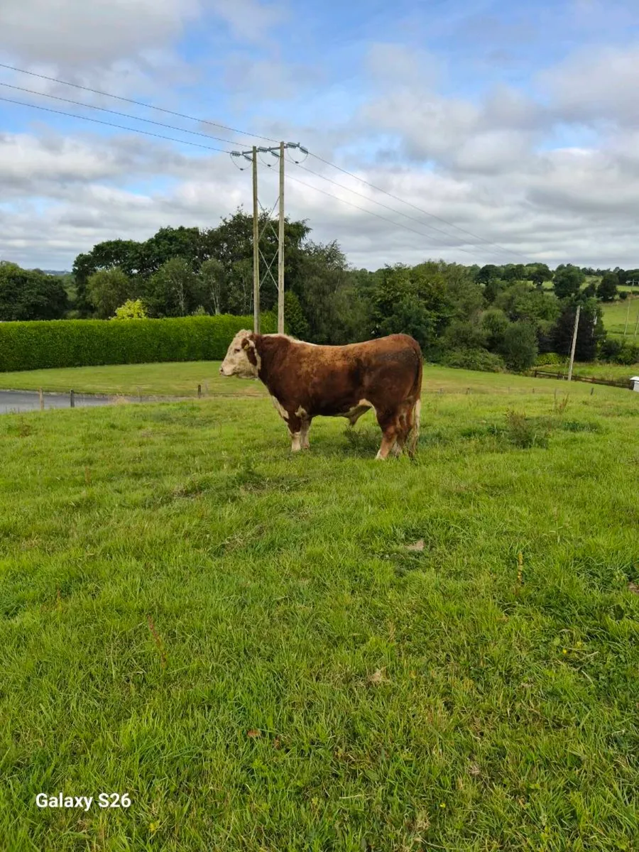 PBR Hereford bull - Image 1