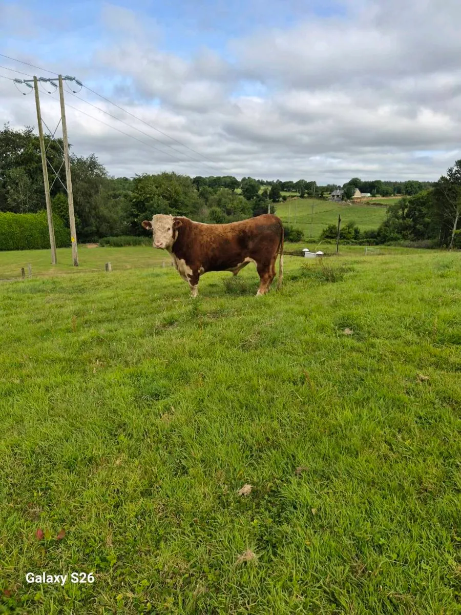 PBR Hereford bull - Image 2