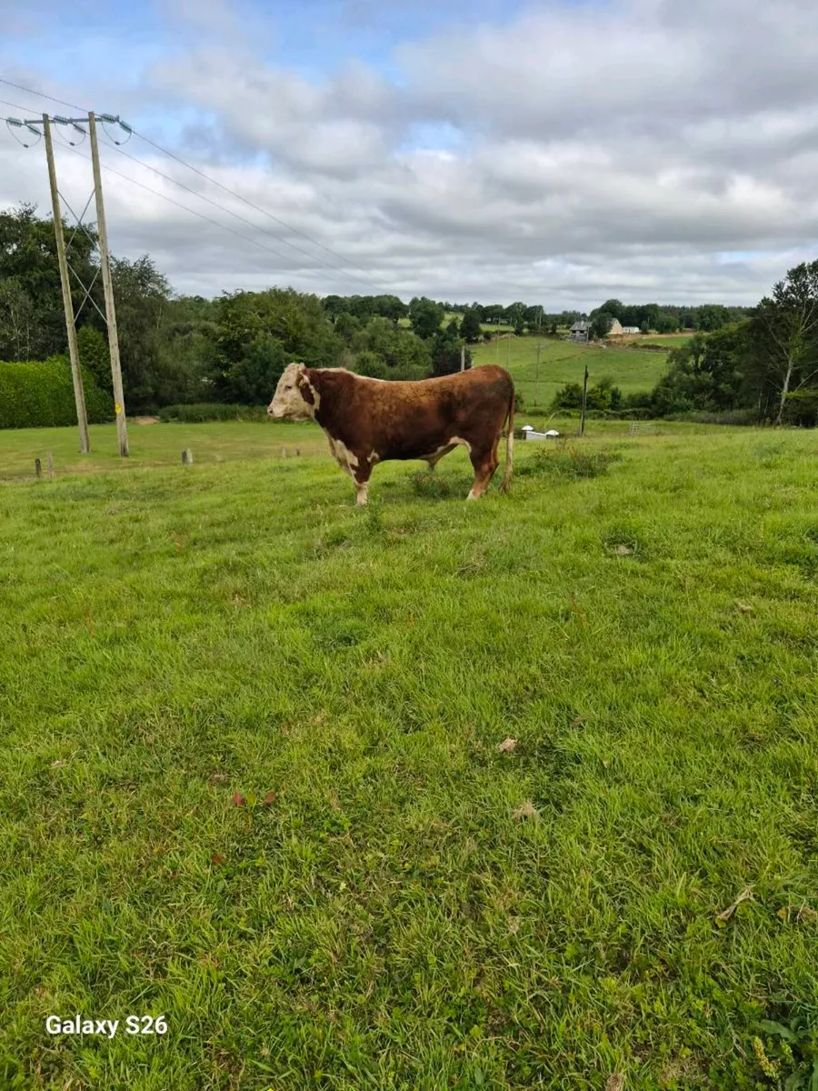 PBR Hereford bull - Image 3