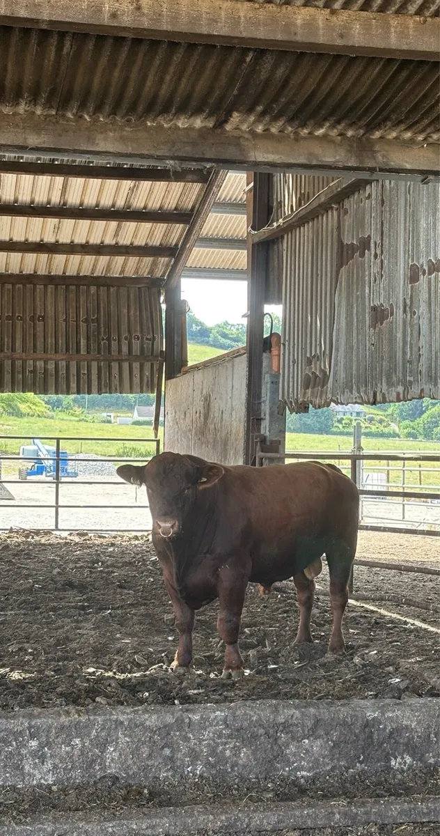 Bull for hire - Image 1