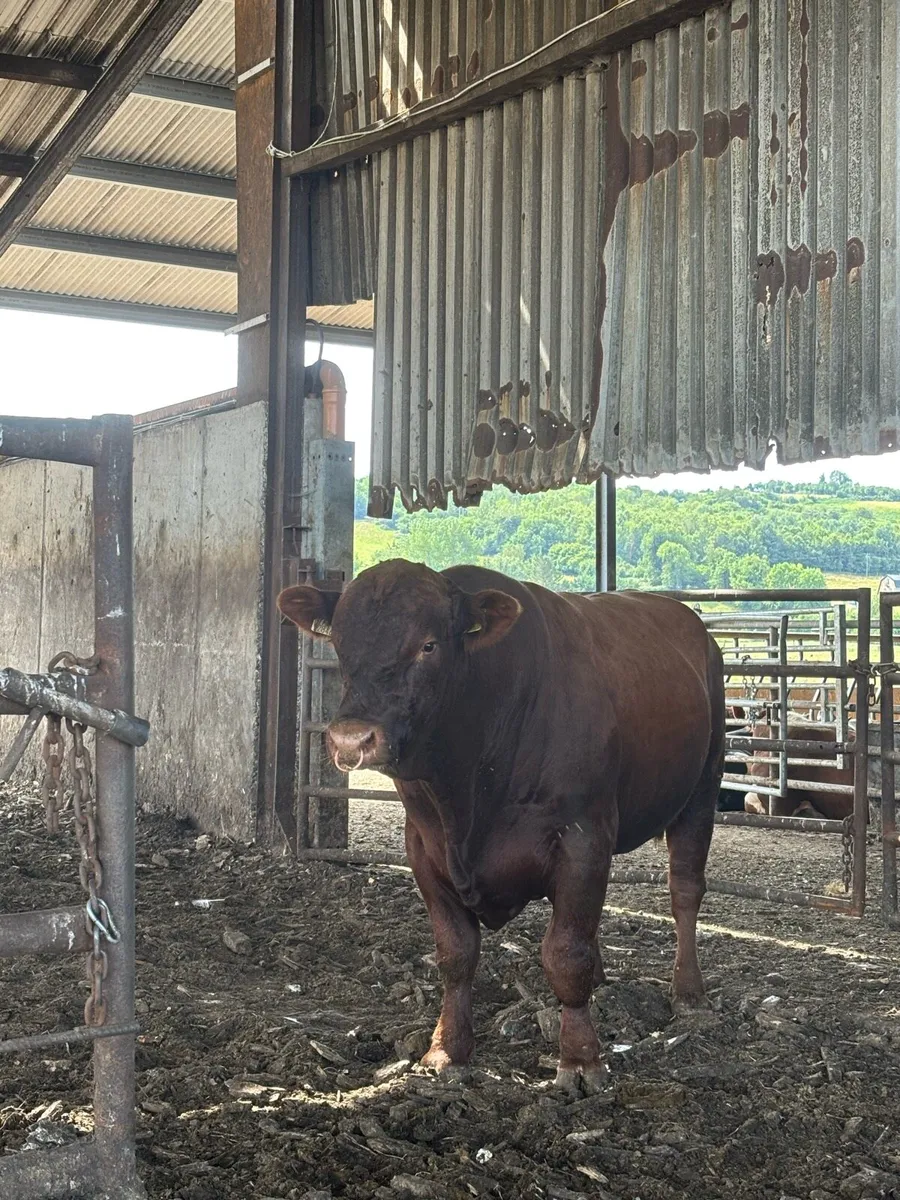 Bull for hire - Image 2
