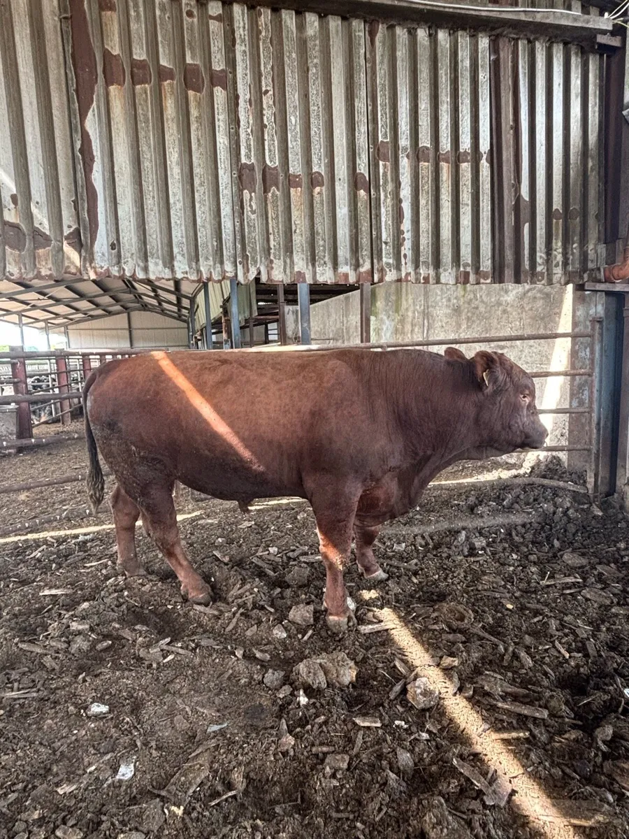 Bull for hire - Image 3