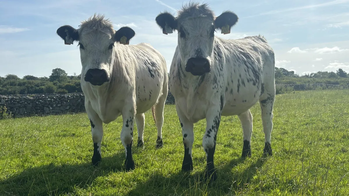 Two 5 ⭐️ Speckled Park Heifers - Image 1