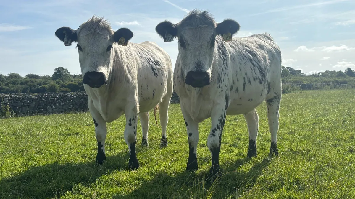 Two 5 ⭐️ Speckled Park Heifers - Image 3
