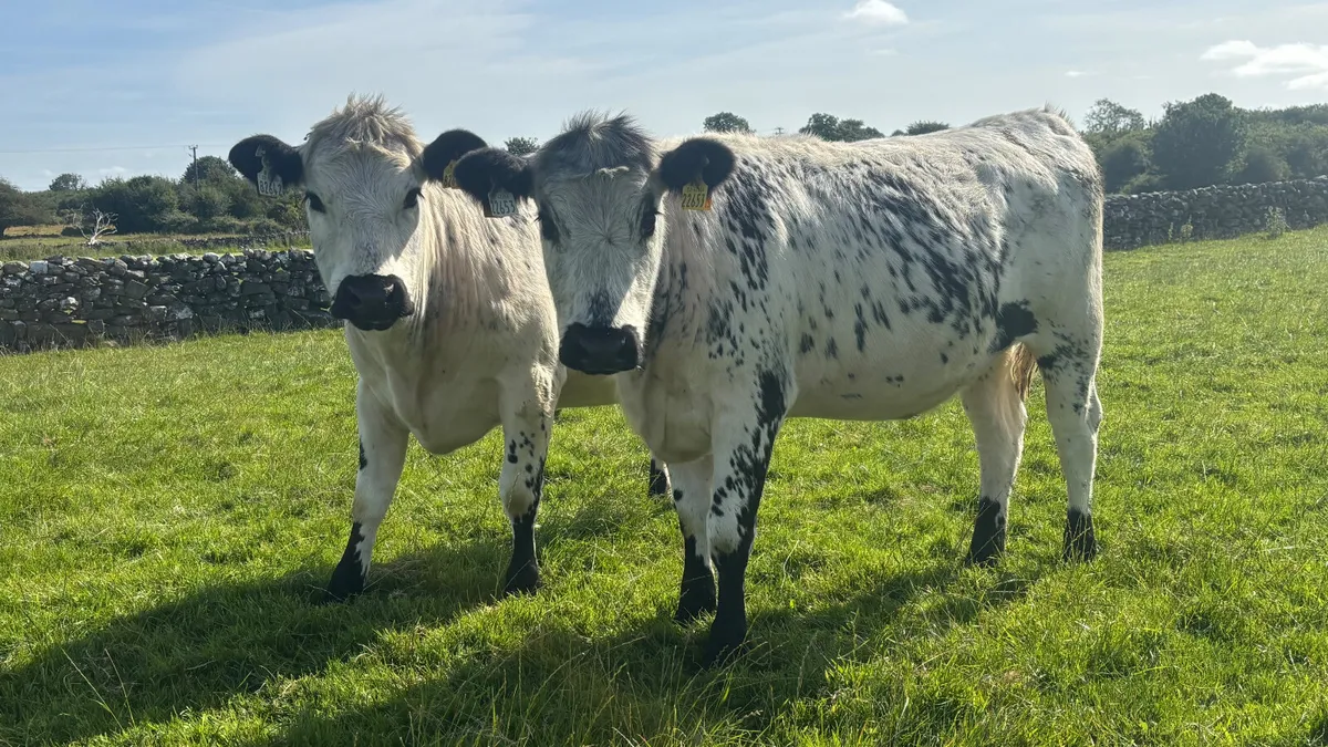 Two 5 ⭐️ Speckled Park Heifers - Image 2
