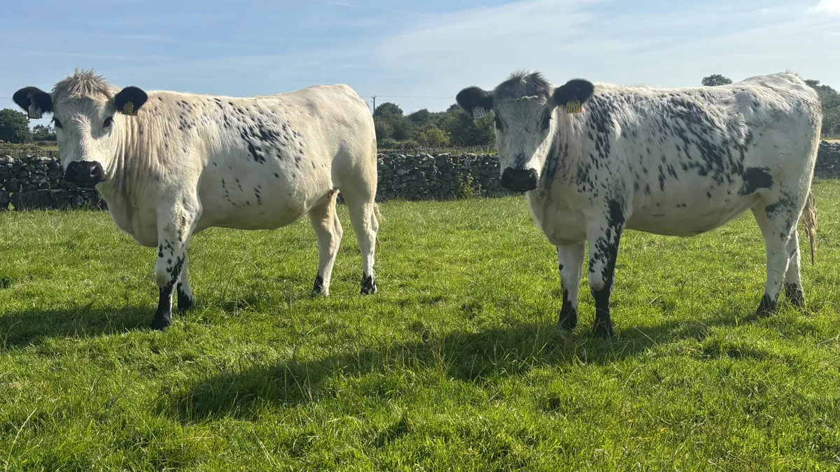 Two 5 ⭐️ Speckled Park Heifers - Image 4