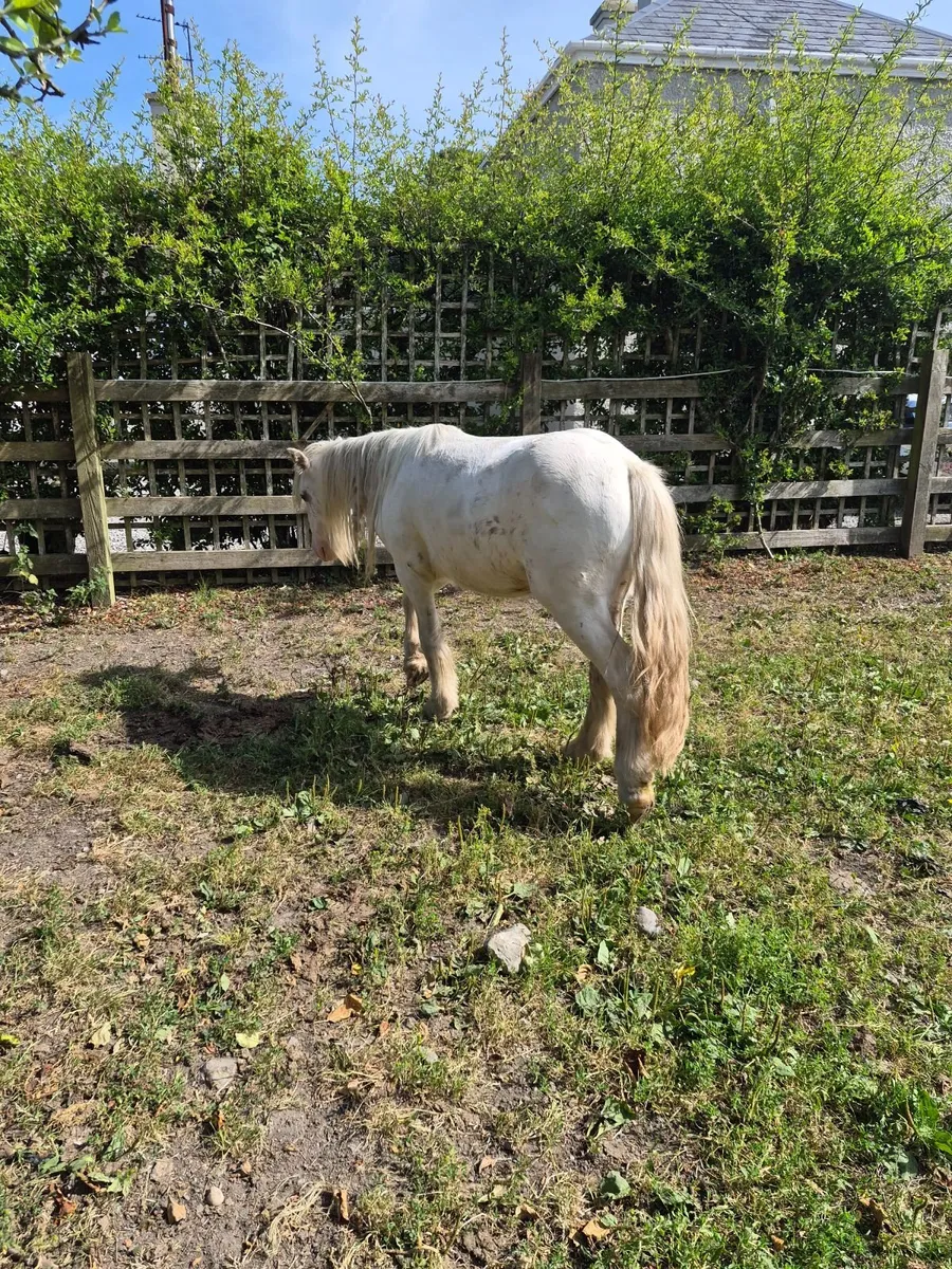 Pony - Image 2