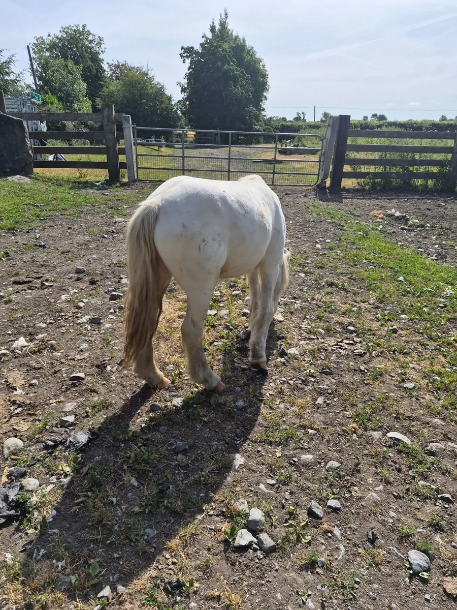 Pony - Image 1