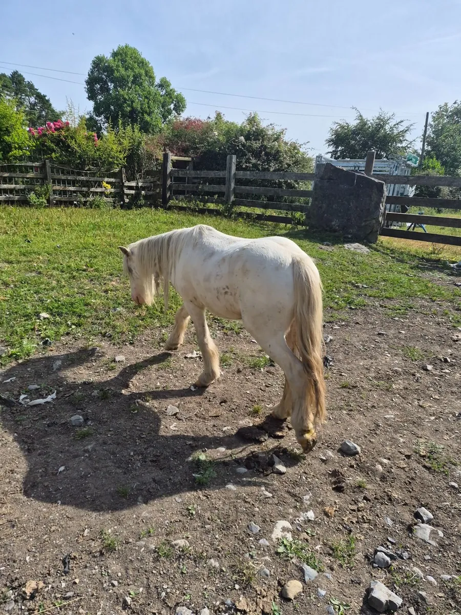 Pony - Image 4
