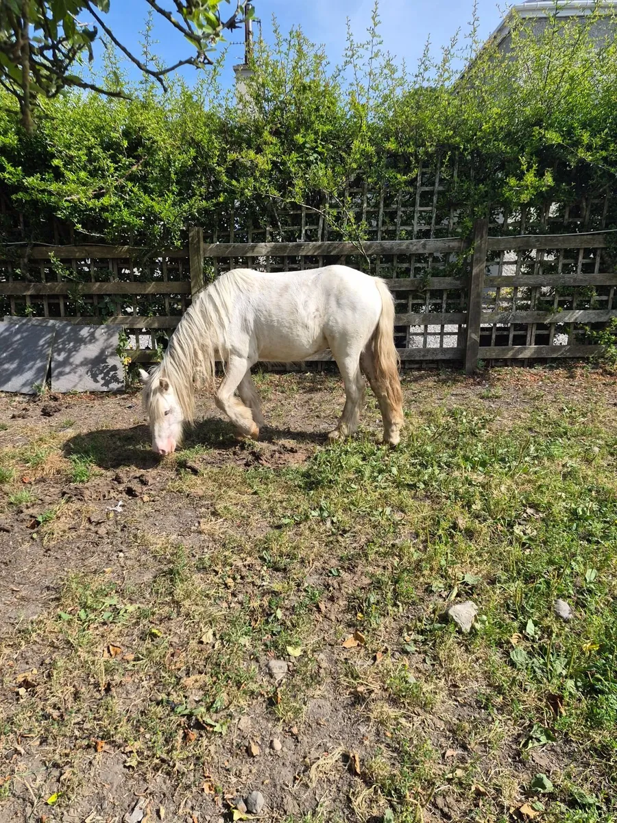 Pony - Image 3