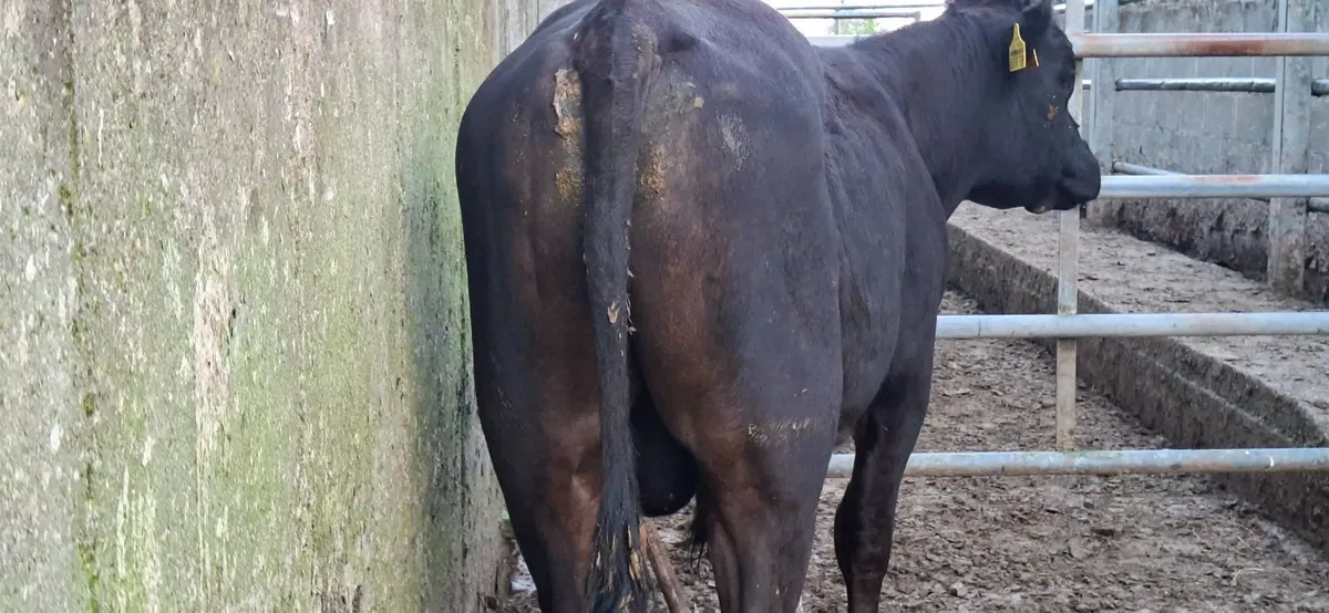 Vasectomised Bull - Image 2