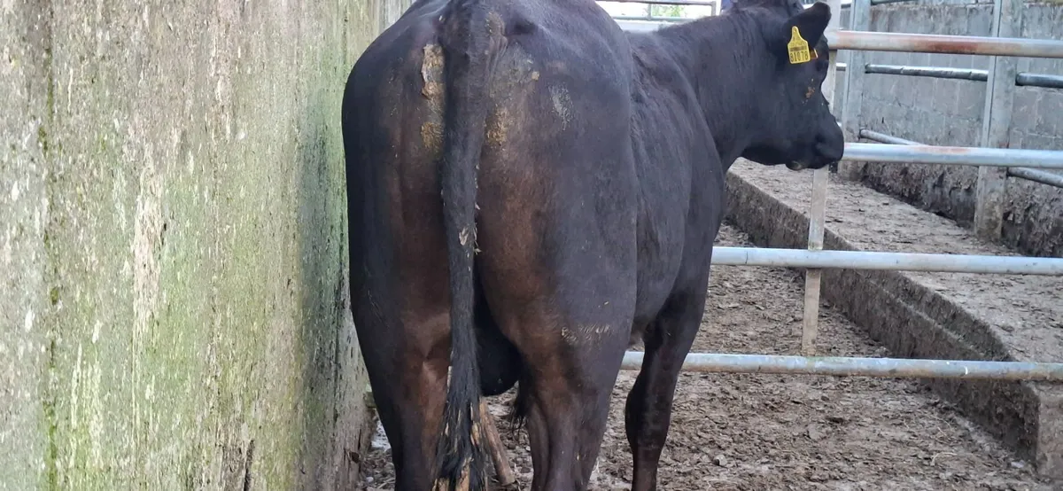 Vasectomised Bull - Image 4