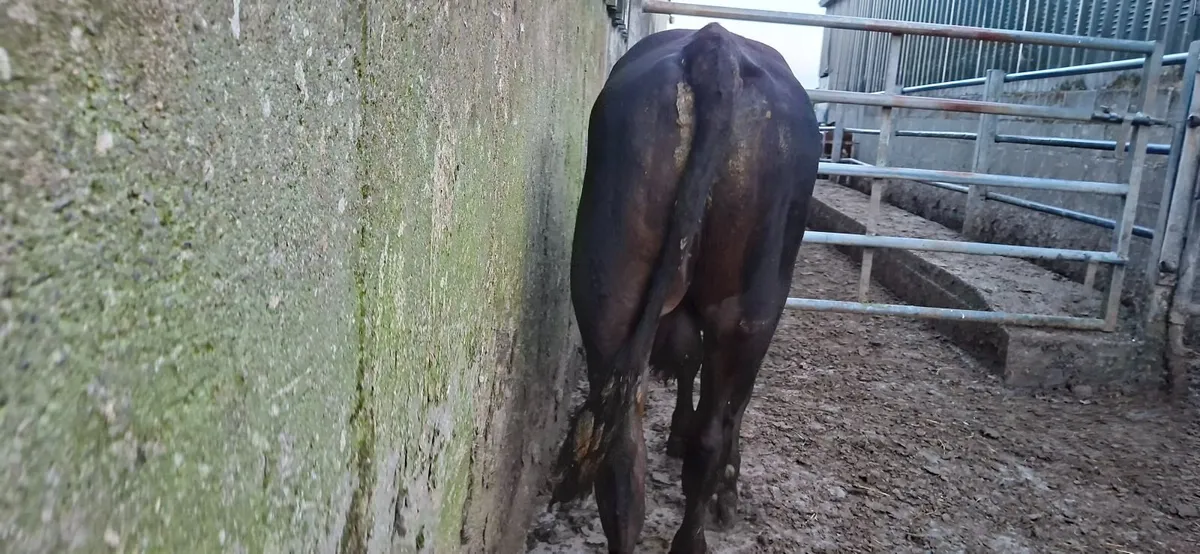 Vasectomised Bull - Image 3